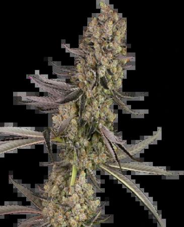 Sensi Vlad the Inhaler 3+1 Feminisiert Sensi Vlad the Inhaler 3+1 Feminisiert